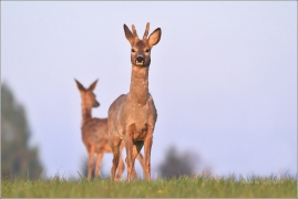 <p>SRNEC OBECNÝ (Capreolus capreolus) Šluknovsko - Jiříkov (European roe deer / Reh</p>